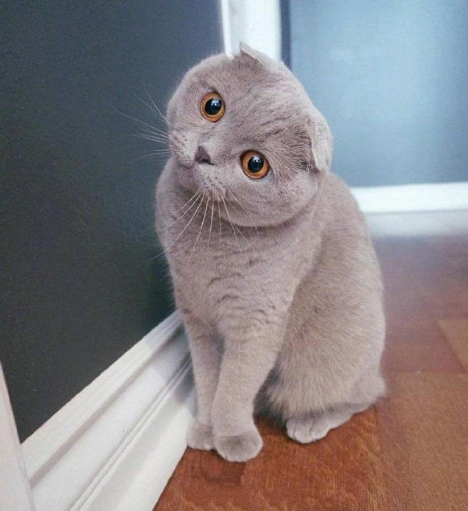 Скоттиш-фолд Шотландская вислоухая голубая