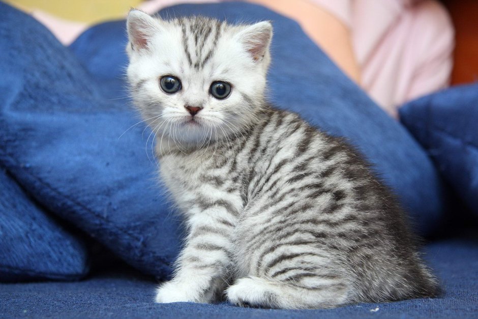 Британский кот вискас