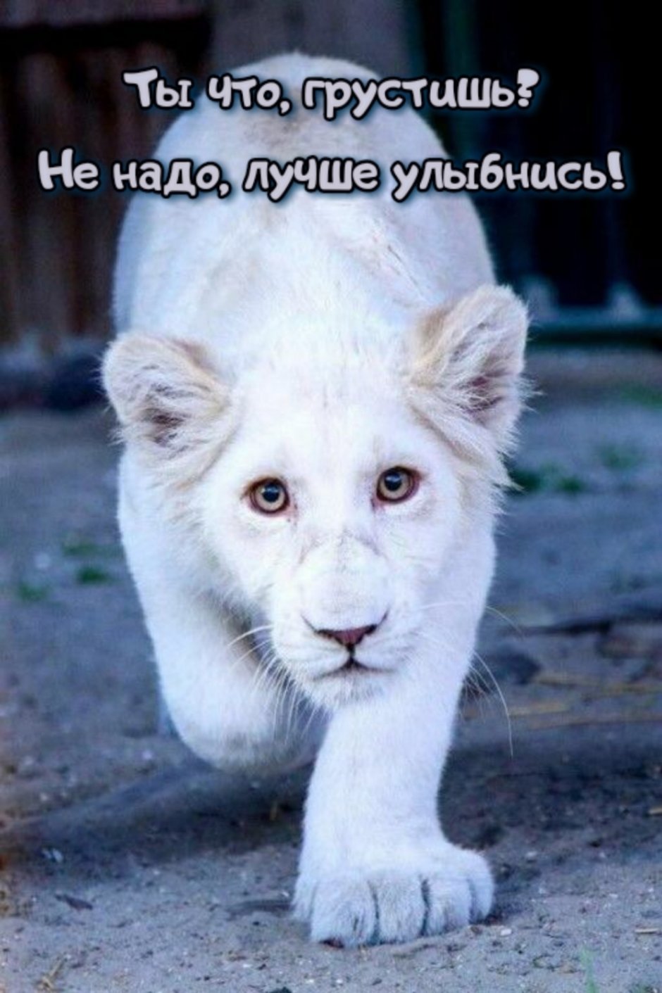 Лев альбинос