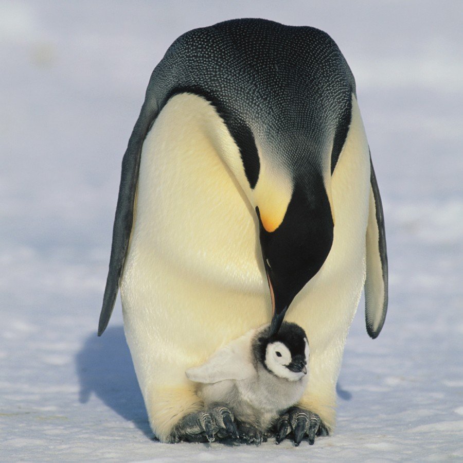 Пингвин позирует