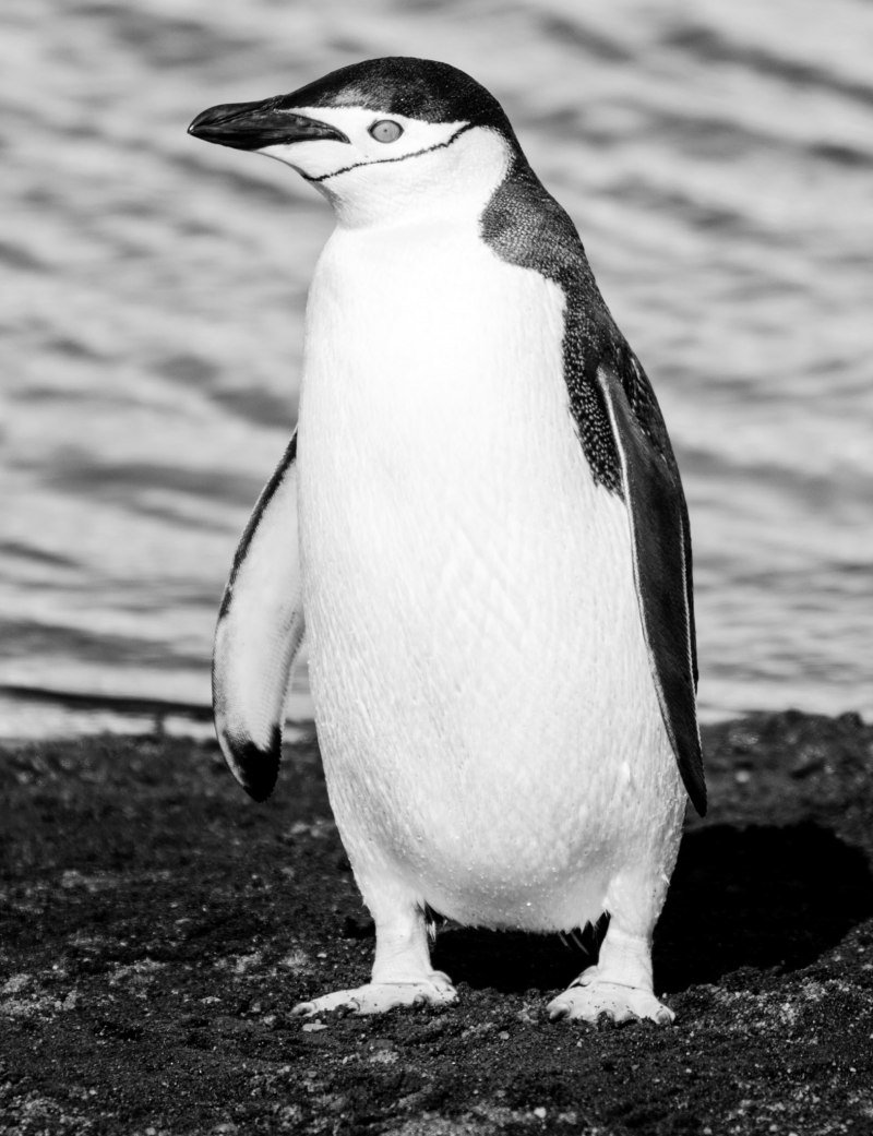 Желтоглазый Пингвин