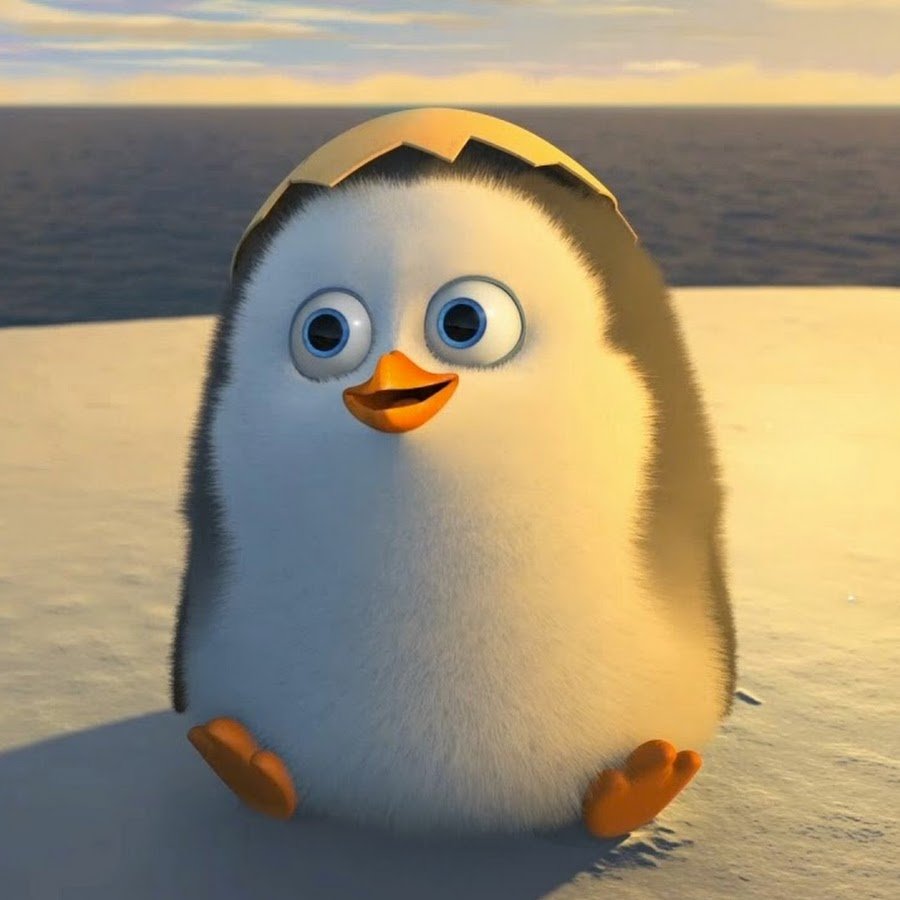 Пингвинёнок из Мадагаскара