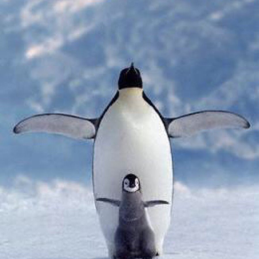 Пингвин смешно