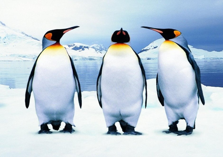 Всемирный день пингвинов