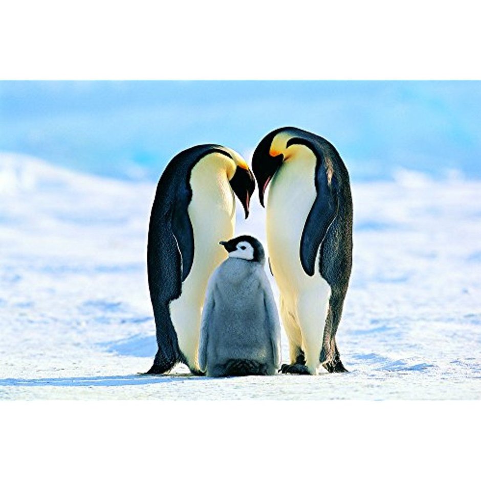 Императорский Пингвин отношения с людьми