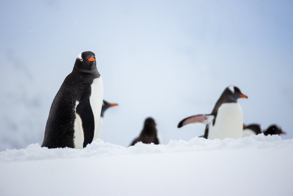 Шкипер Пингвин фото