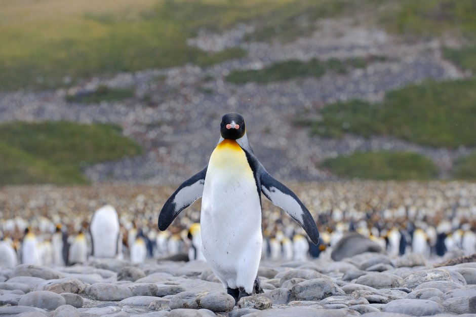 Пингвин на китайском