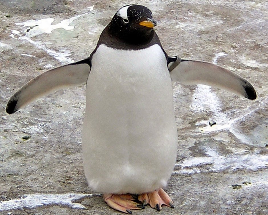 Прикольные пингвины
