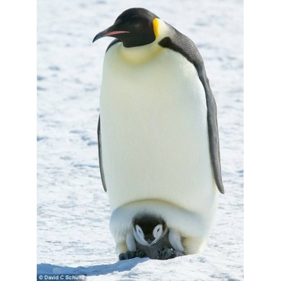 Императорский Пингвин размножение