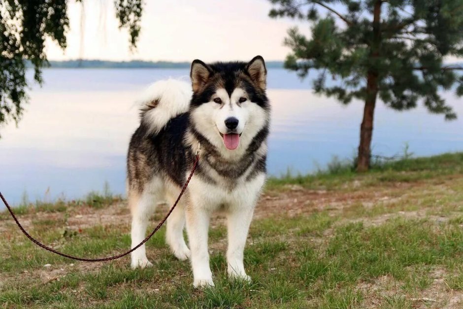 Лайка Аляскинский маламут