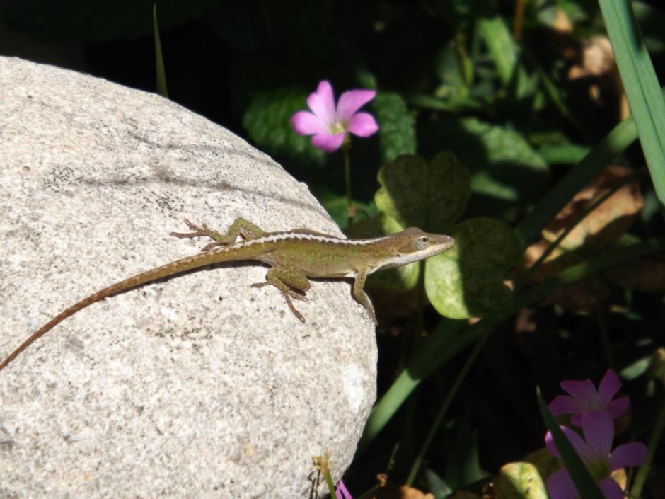Ящерица Lacerta Agilis