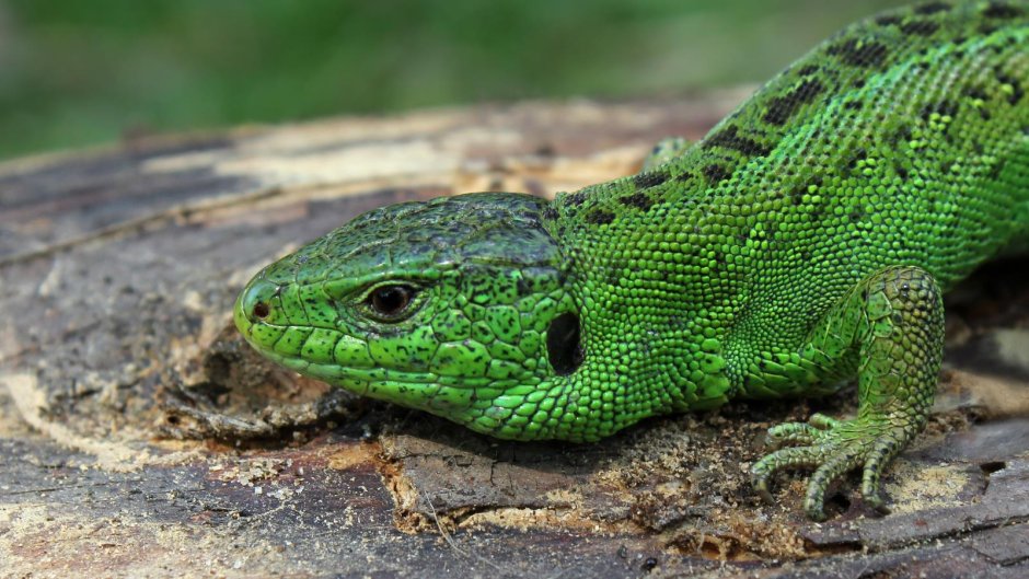 Ящерица Lacerta Agilis