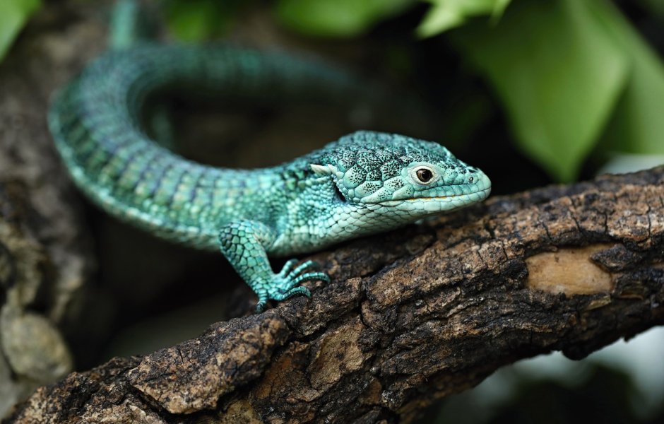 Ящерица прыткая (лат. Lacerta Agilis)
