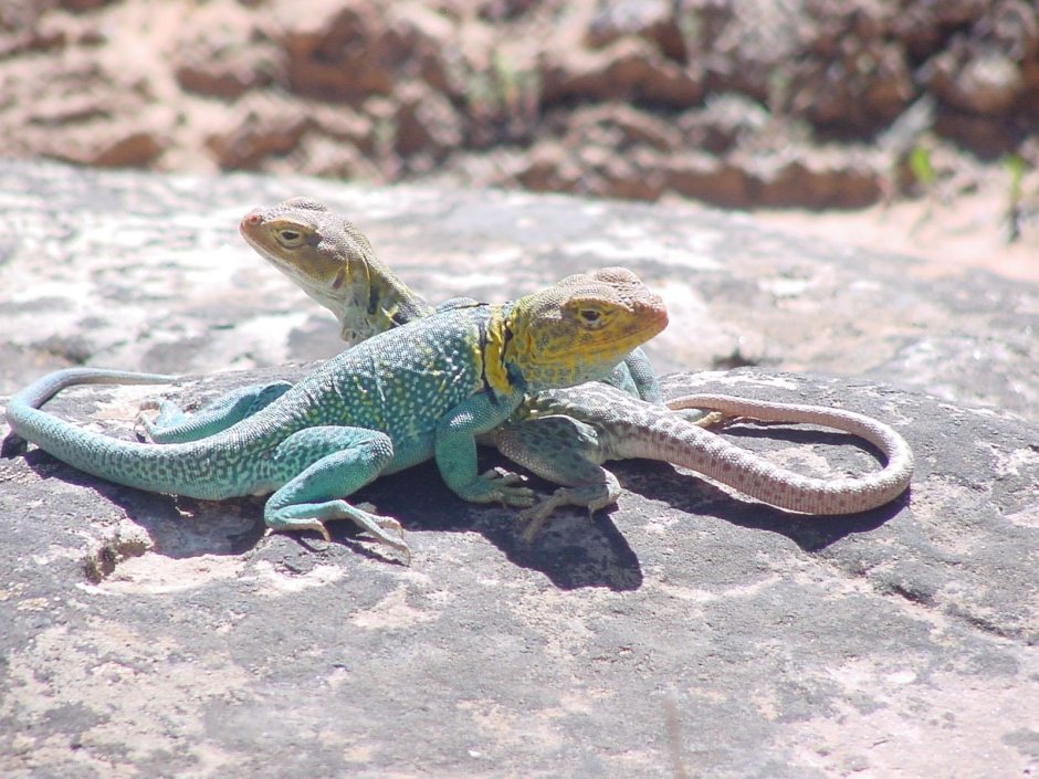 Игуана ошейниковая пустынная - Crotaphytus collaris