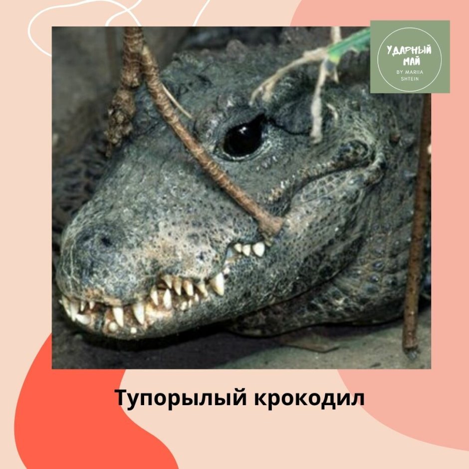 Тупорылый крокодил вес