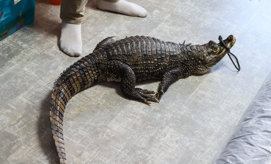 Тупорылый крокодил / Osteolaemus tetraspis