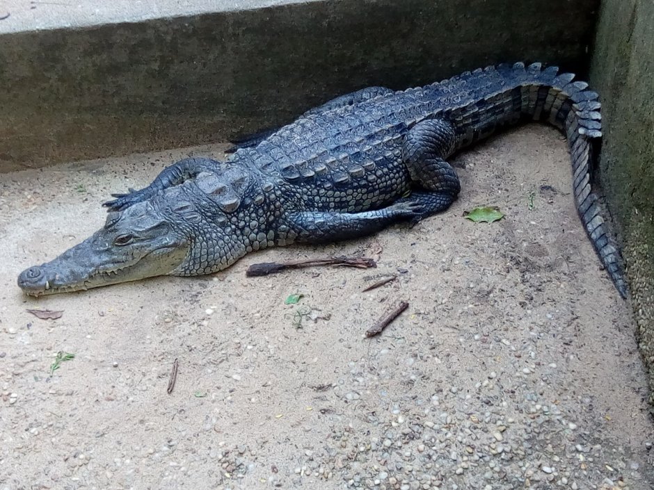 Африканский узкорылый крокодил (mecistops cataphractus или Crocodylus cataphractus)