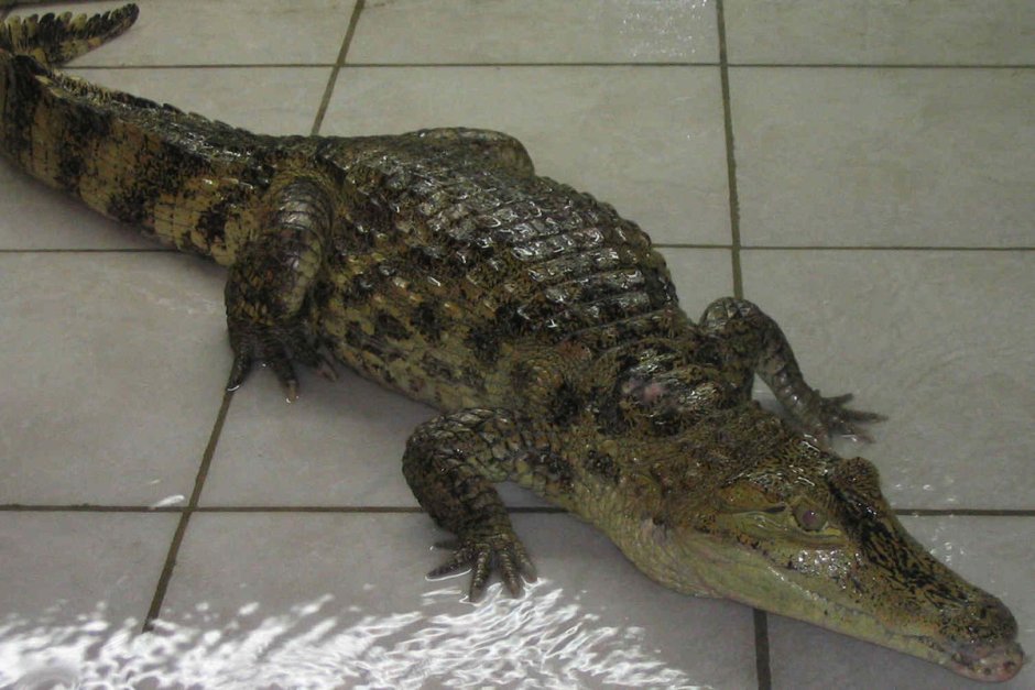 Карликовый Кайман