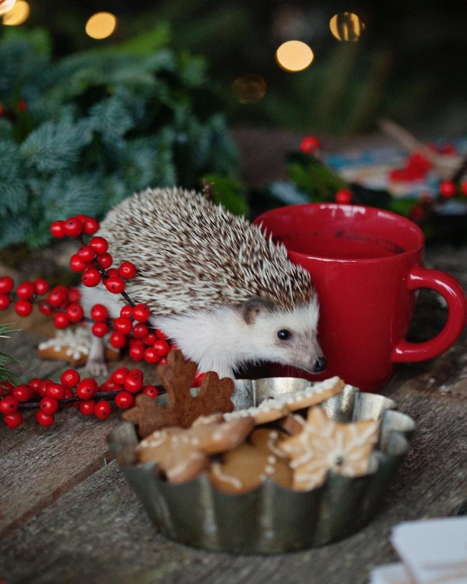 Зимний еж