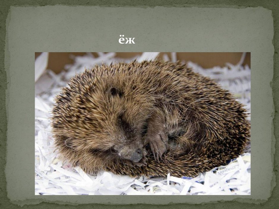 Симпатичный Ежик