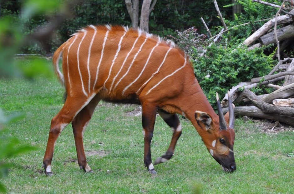 Антилопа Бонго Tragelaphus eurycerus