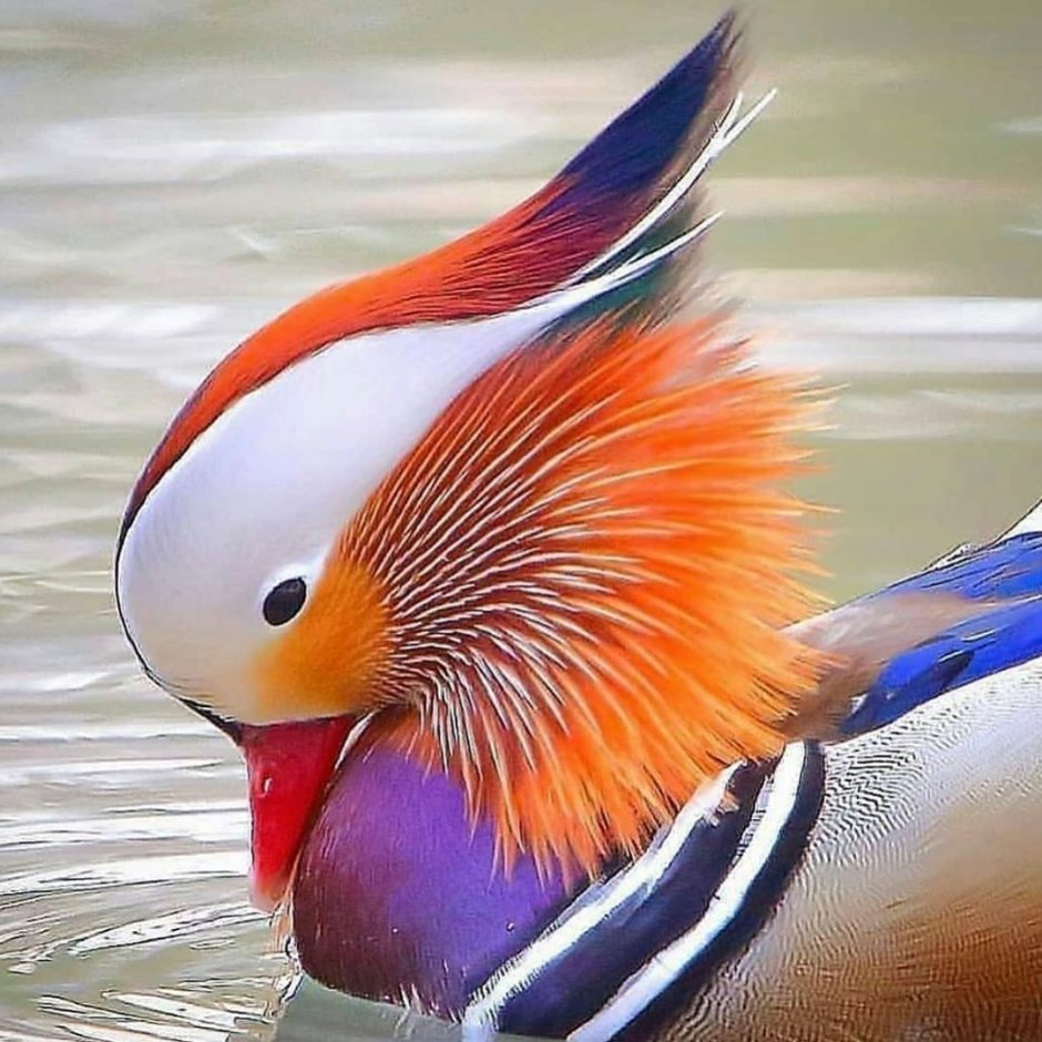«Утка Мандаринка (Aix galericulata
