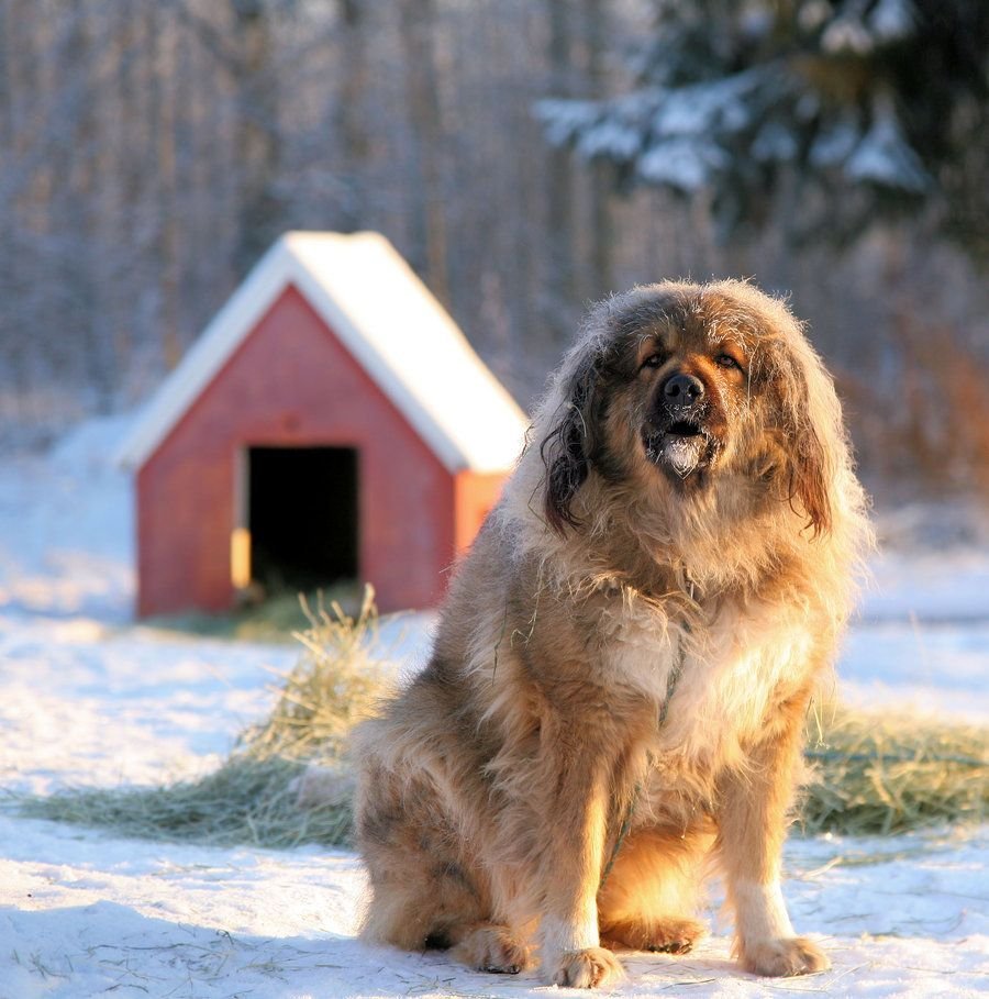 Кавказская овчарка