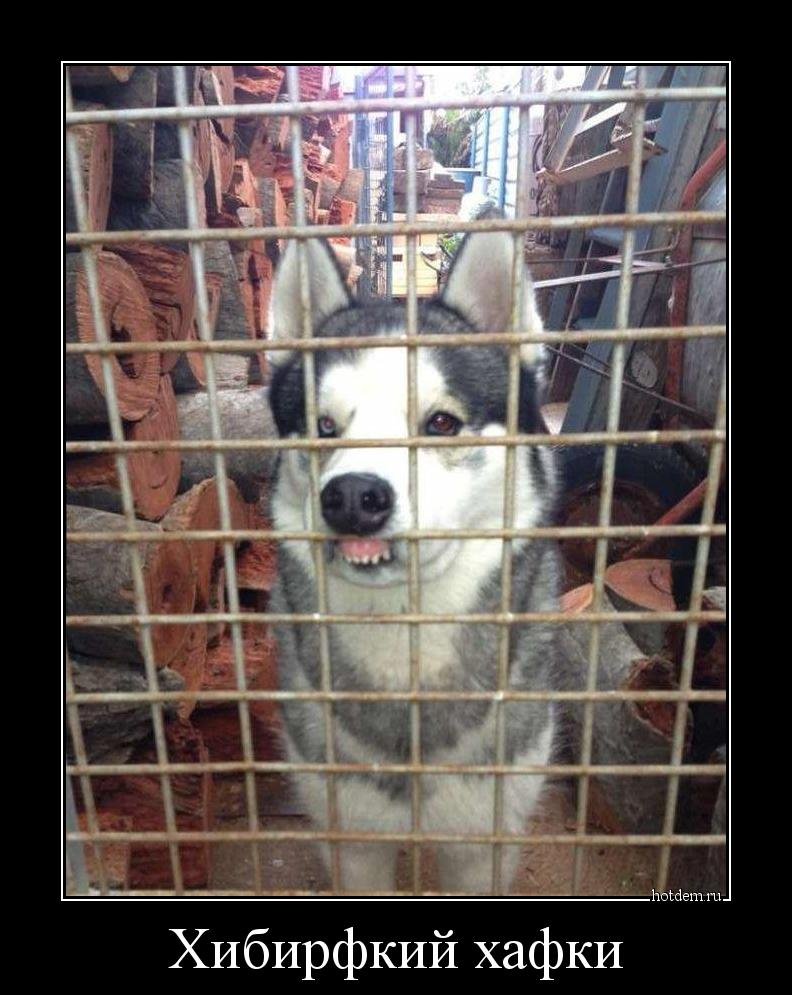 Кавказская овчарка 100 кг