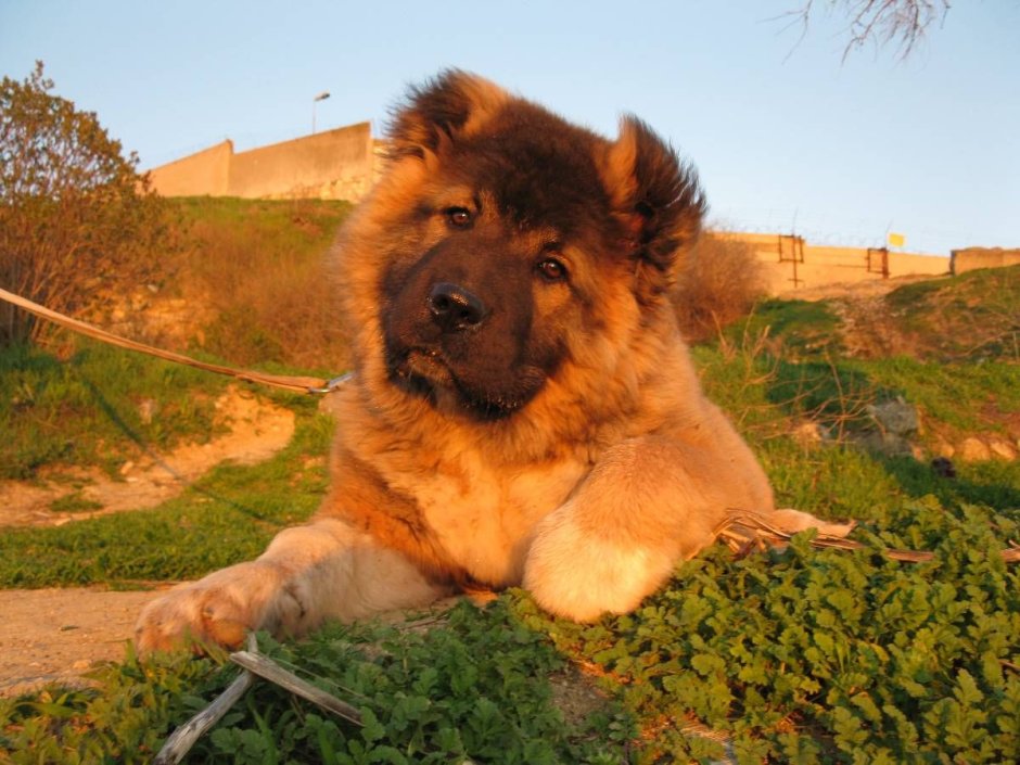 Кавказская овчарка рыжего окраса