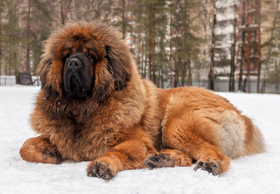 Собака мастиф Кавказская овчарка