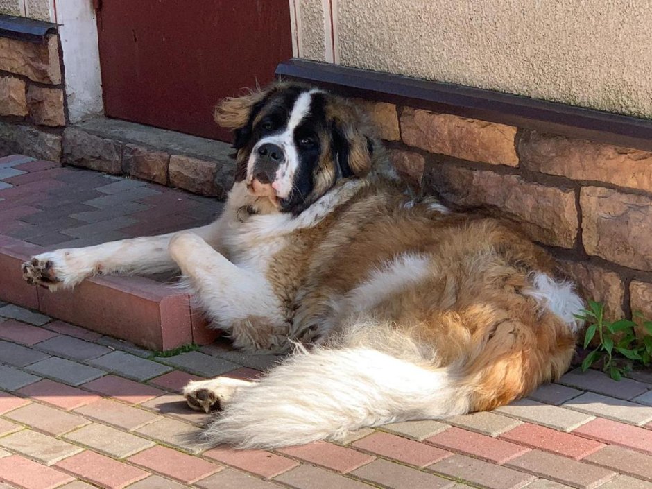 Московская сторожевая самец