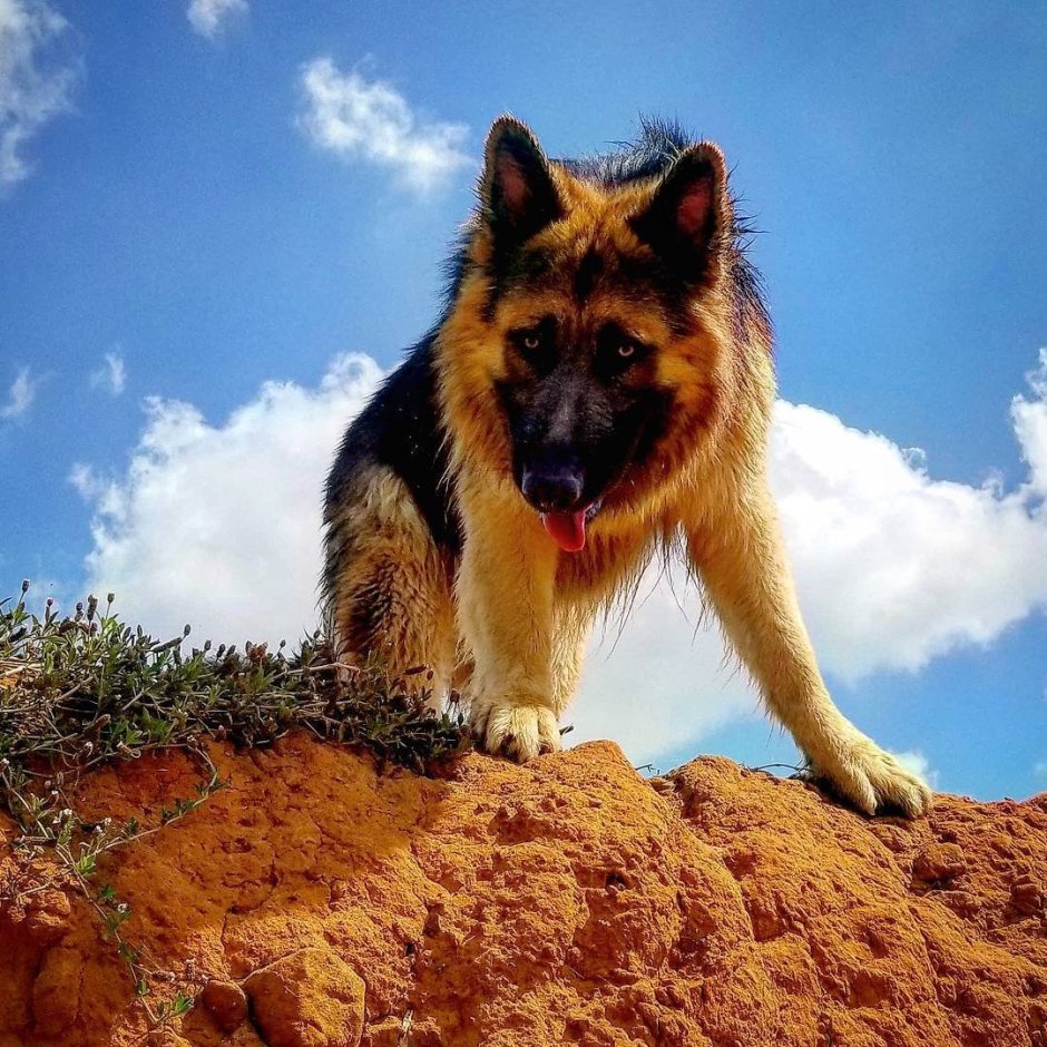 Кавказкая авсарка нагаз