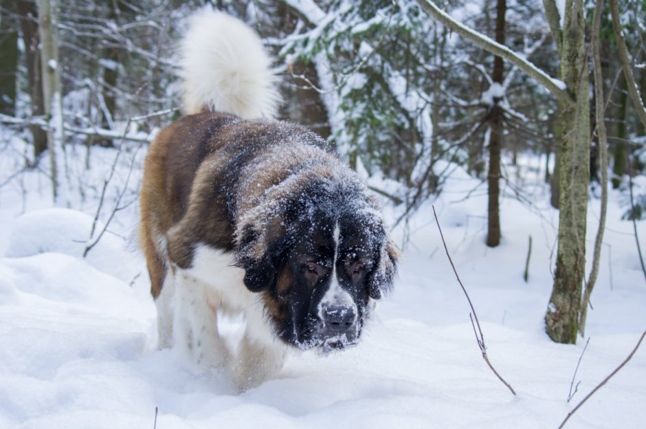 Московская сторожевая овчарка