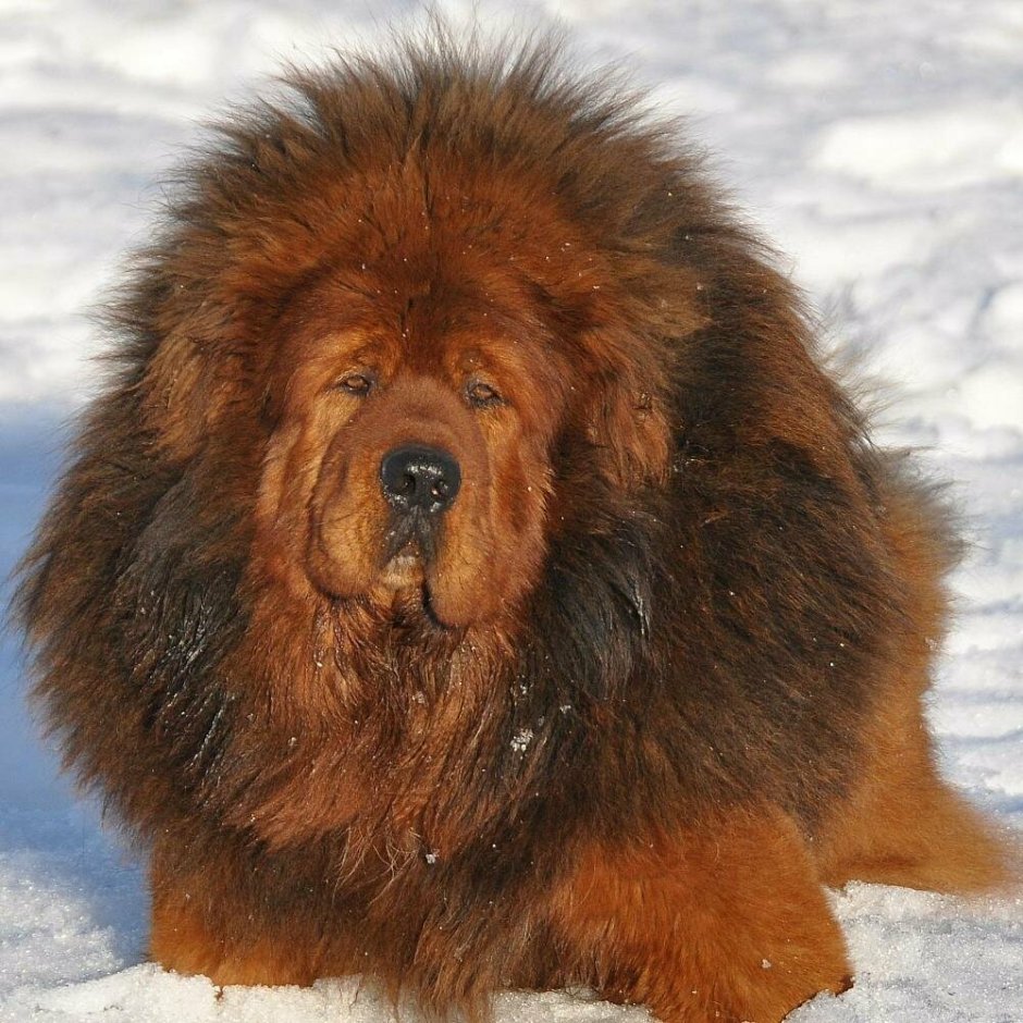 Овчарка на цепи