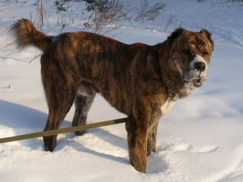 Американская сторожевая