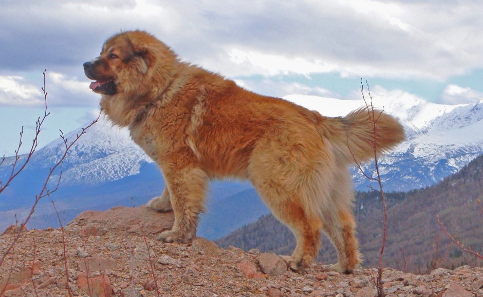 Кавказская сторожевая овчарка