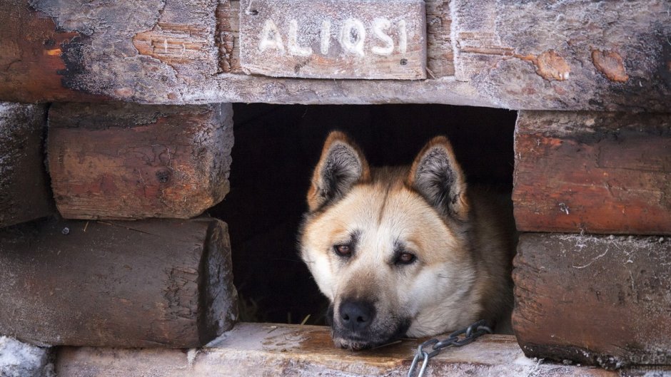 Сторож зверёк