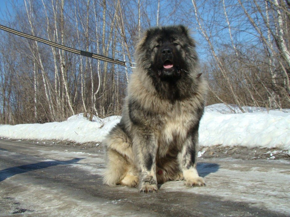 Кавказская овчарка Тамерлан