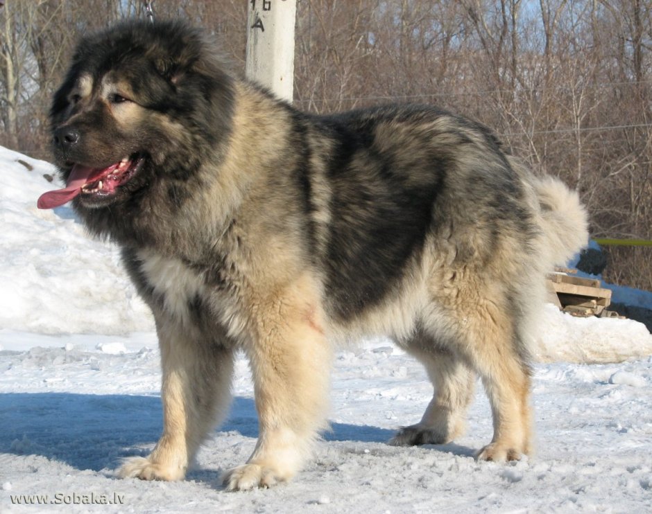 Среднеазиатская овчарка Беркут
