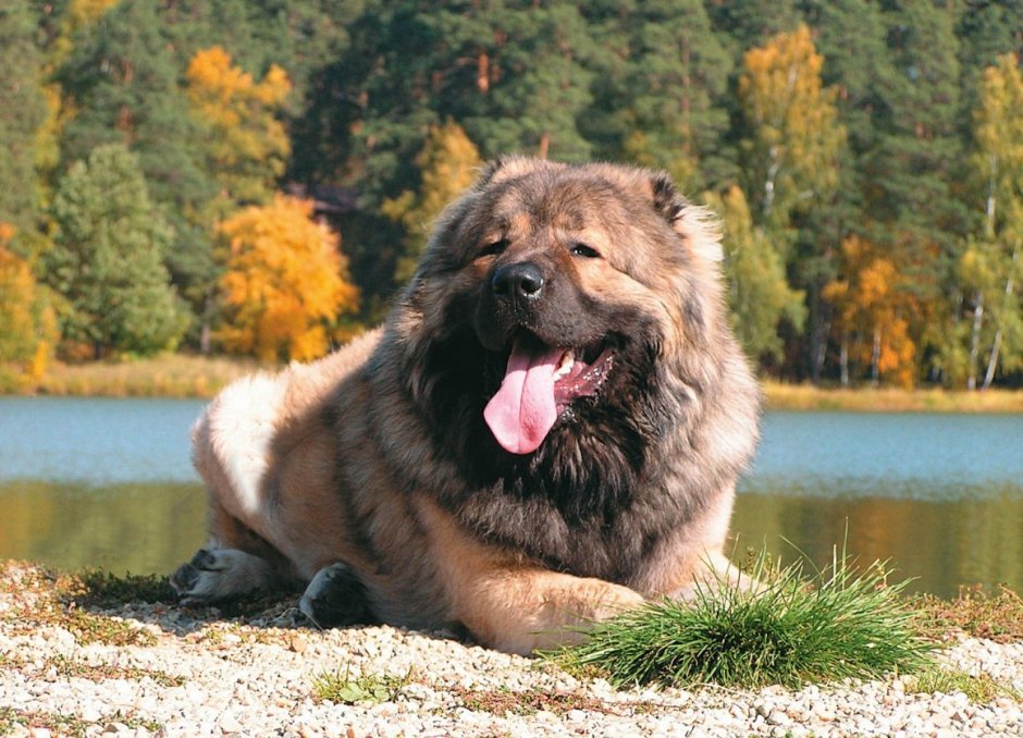Королевская Кавказская овчарка