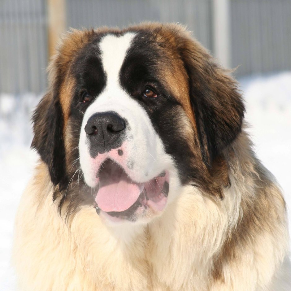 Порода тибетский мастиф