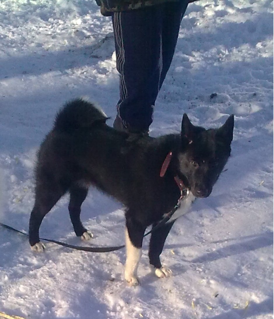 Путин собака лайка