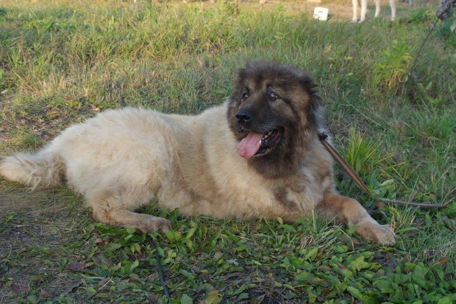 Кавказская овчарка короткошерстная