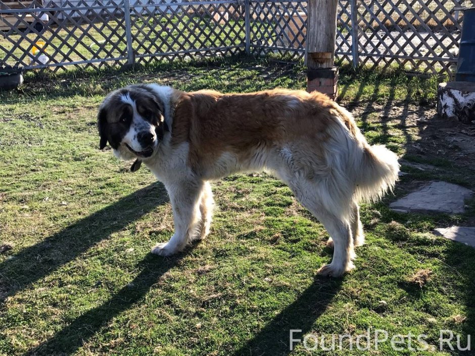 Порода собак Леонбергер