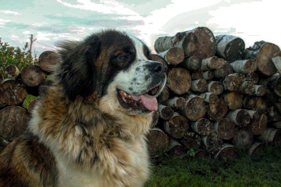 Фибериан Хафки