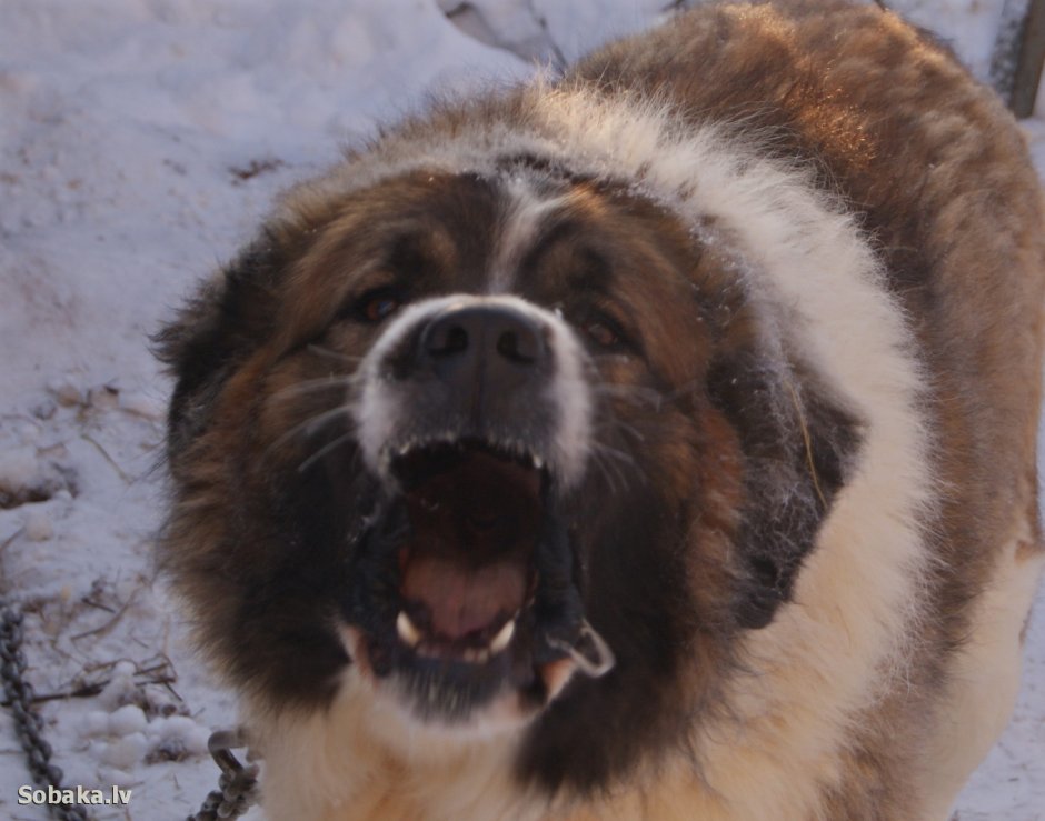 Ненецкая лайка