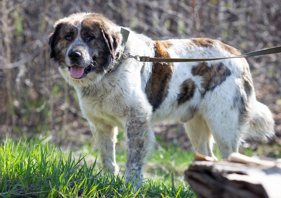 Московская сторожевая черная