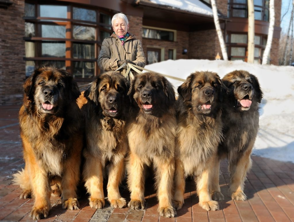 Кавказская овчарка, Маныкина