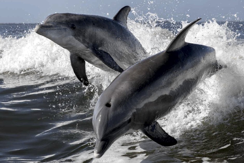 Афалина (Tursiops truncatus)