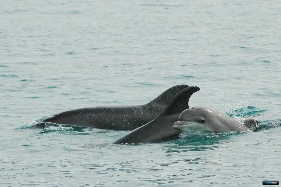 Tursiops aduncus